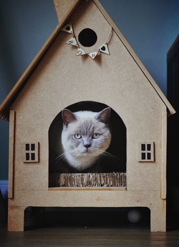 casa pet friendly