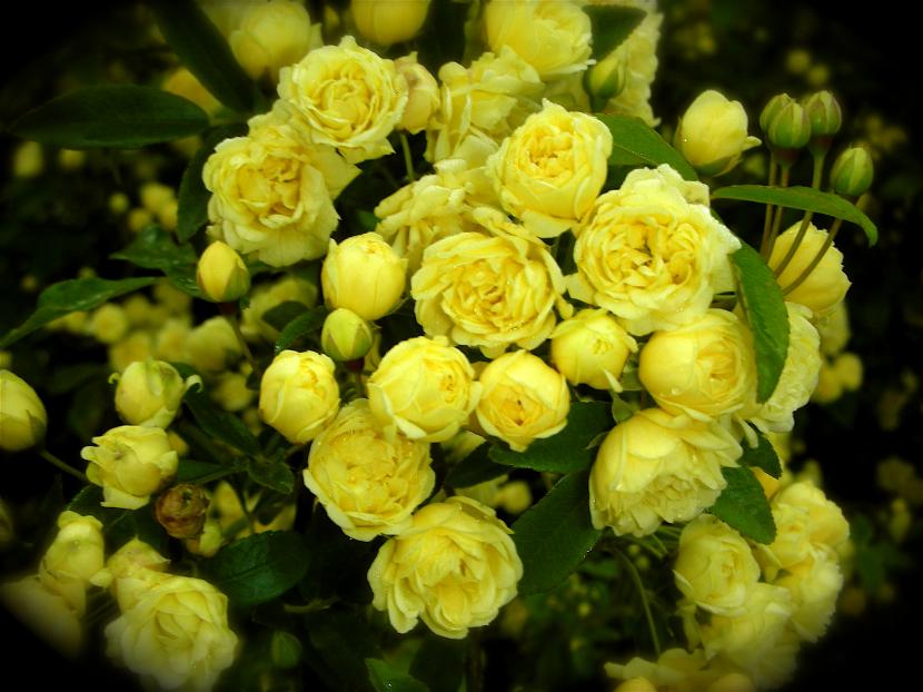 plantas de interior con flor rosal_amarillo plantas de interior con flor rosal_amarillo
