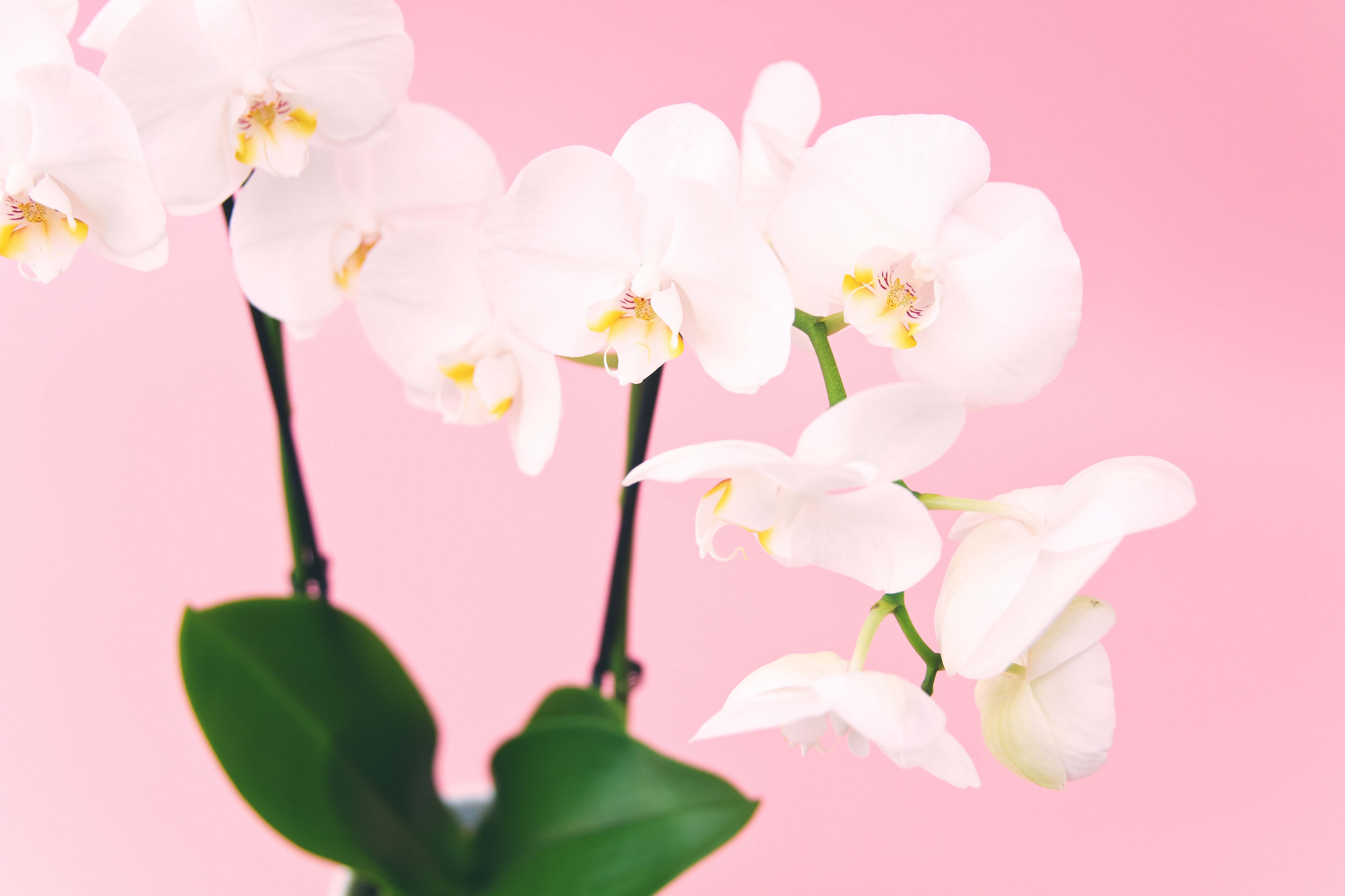 plantas de interior con flor orquídea