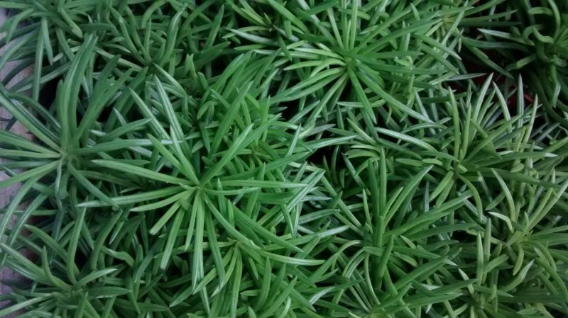 Planta de Himalaya Colgante