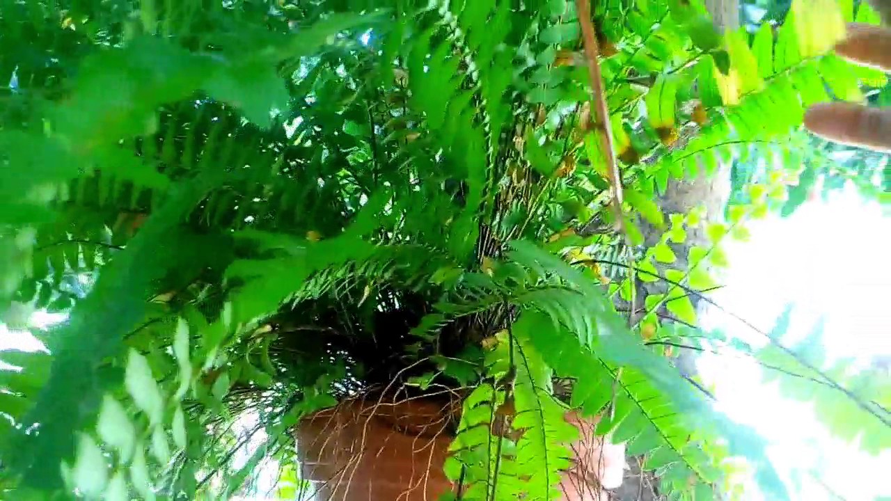 Helecho Plantas Colgantes