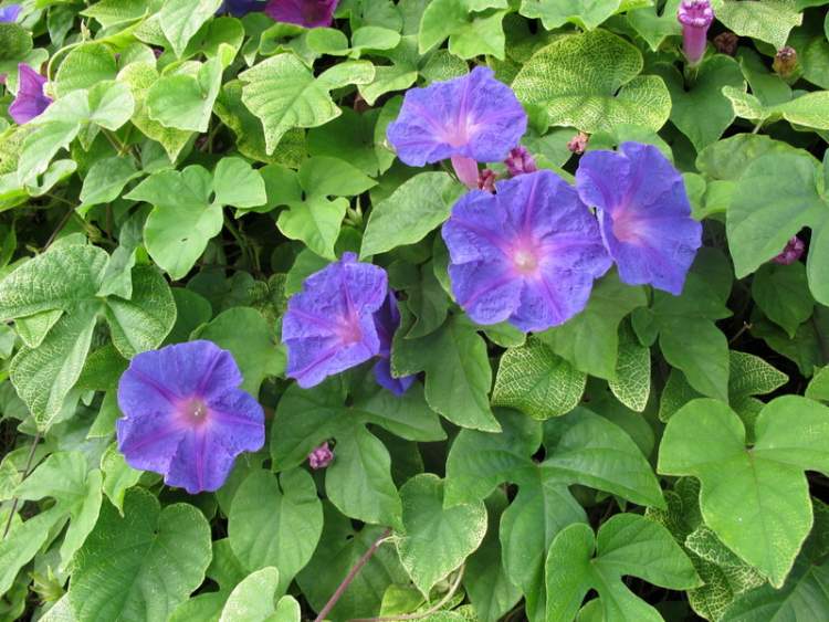 Campanillas Plantas Colgantes