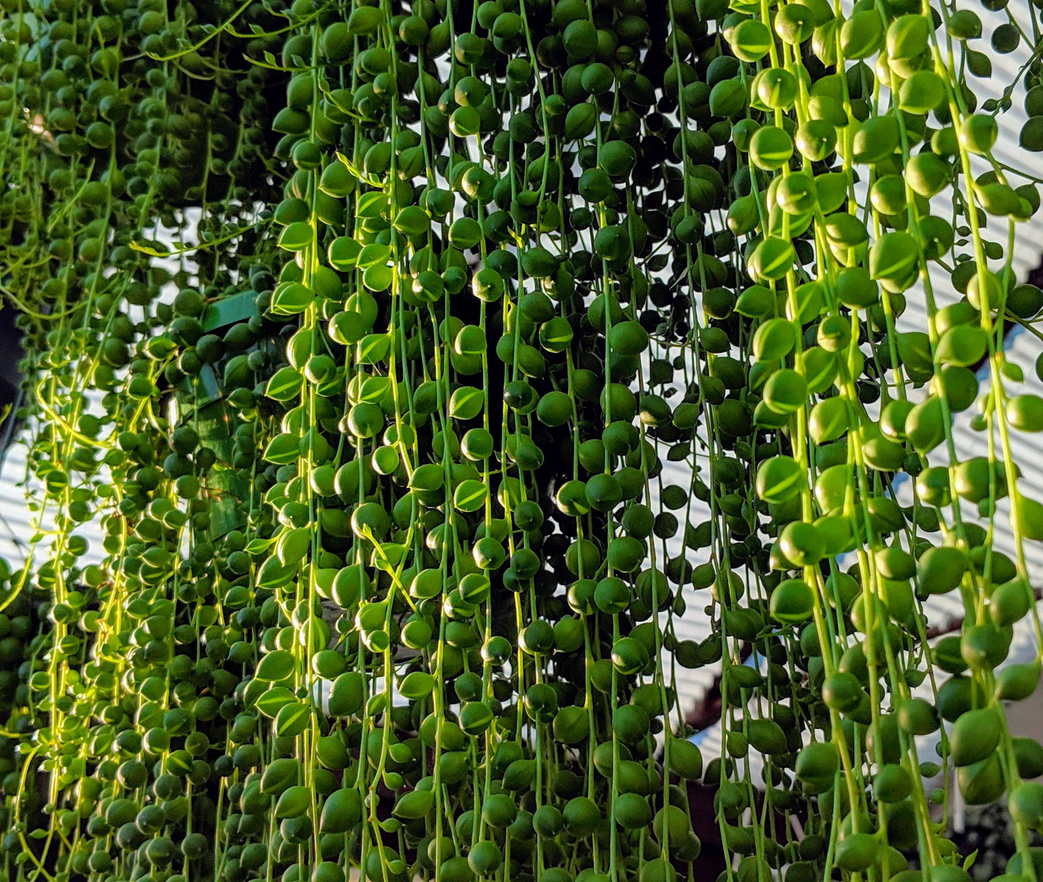 Planta Rosario Colgantes