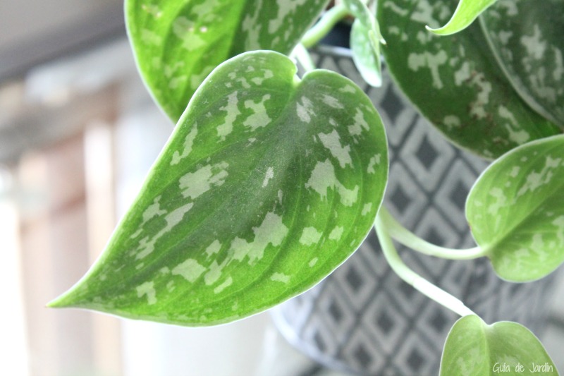 Poto Plateado Plantas