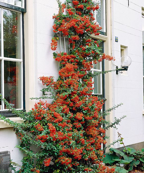 plantas exteriores